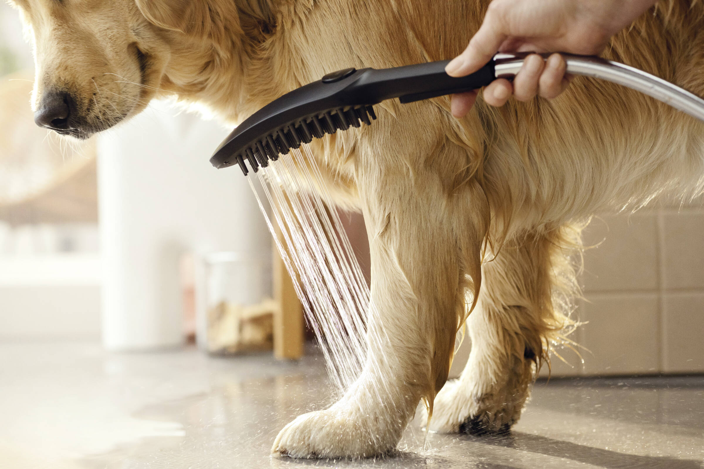 Dog Shower Dog Shower + Quick Connect, 3-Spray, 1.75 GPM