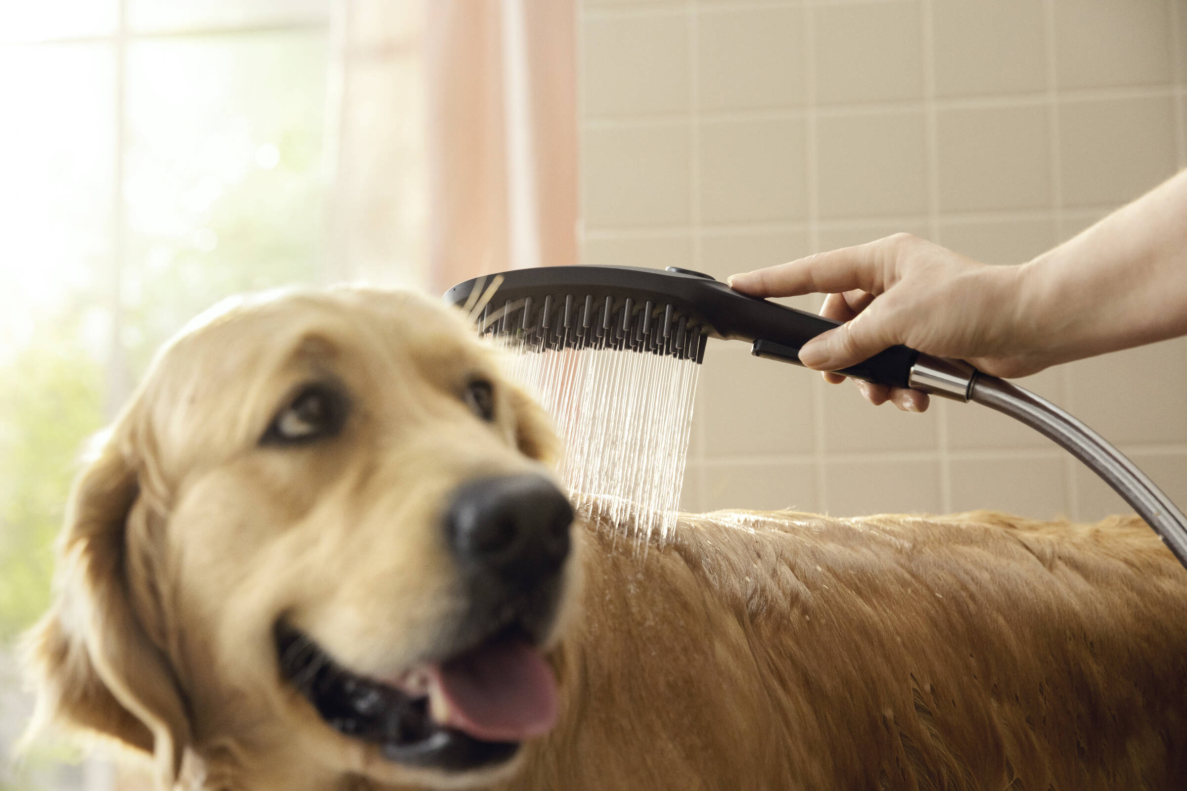 Dog Shower Dog Shower Bundle, 3-Spray, 1.75 GPM