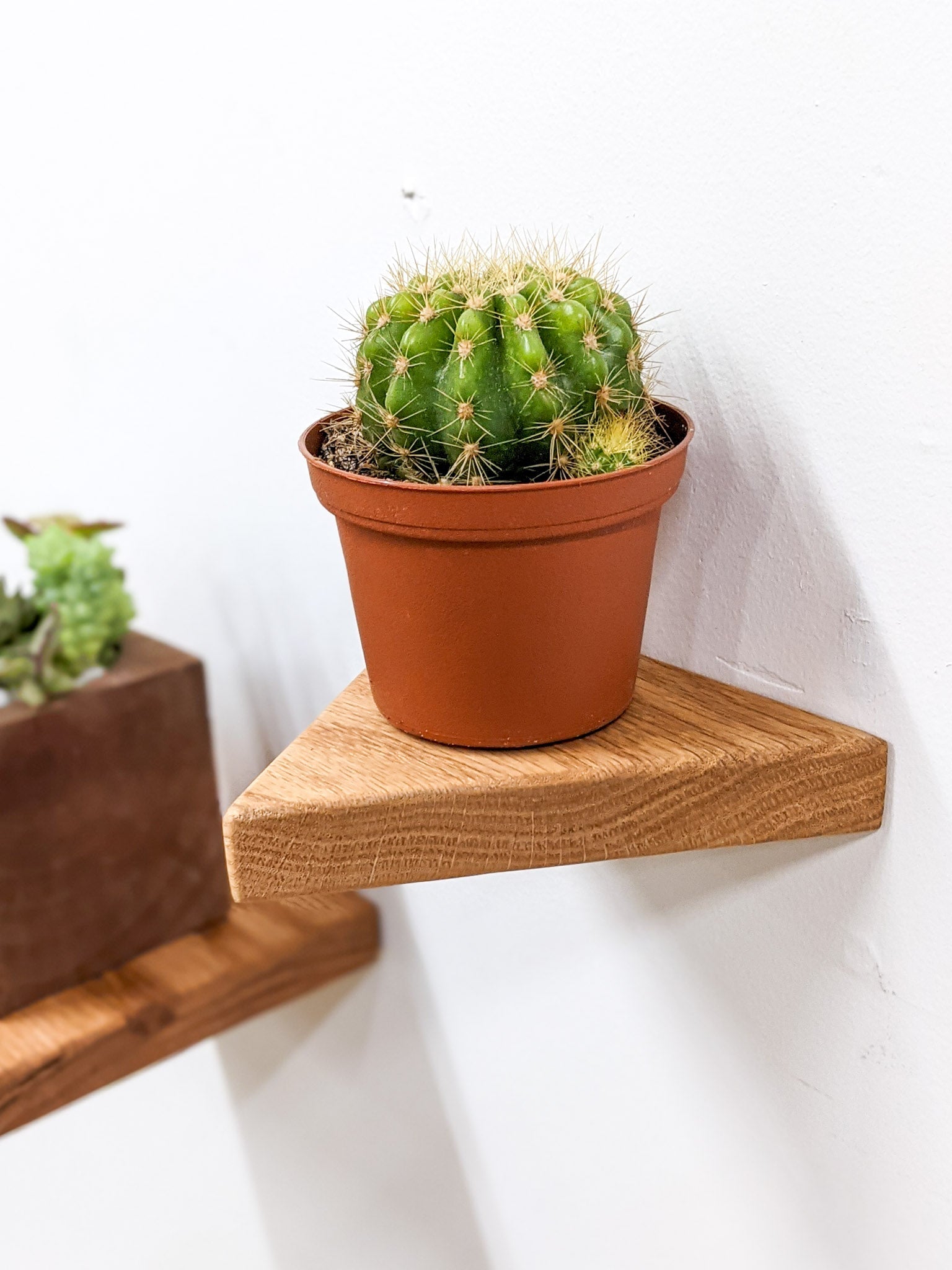 Small Triangle Display Shelf in Oak